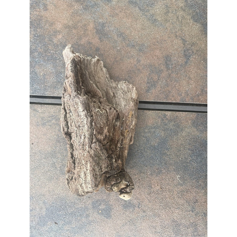 Natural Driftwood for Plants Terrarium Taxidermy Art Projects